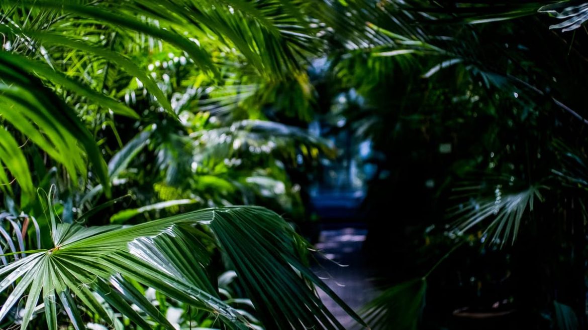 La nature guérit vraiment votre mental : preuves scientifiques