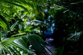 La nature guérit vraiment votre mental : preuves scientifiques