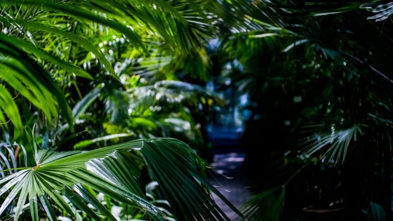 La nature guérit vraiment votre mental : preuves scientifiques